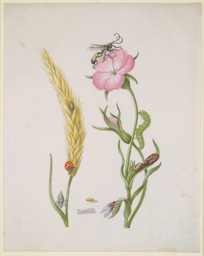  da Maria Sibylla Merian