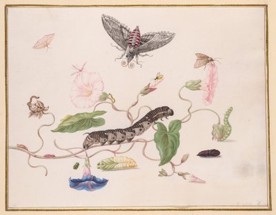 Convolvolo e metamorfosi della falena convolvolo da Maria Sibylla Merian
