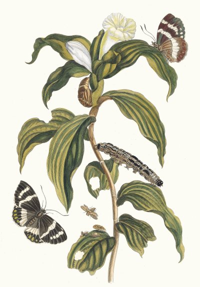 Costus arabicus. Dal libro Metamorphosis insectorum Surinamensium, 1705 da Maria Sibylla Merian