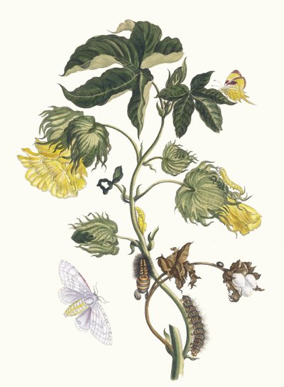 Cotonier. Dal libro Metamorphosis insectorum Surinamensium, 1705 da Maria Sibylla Merian