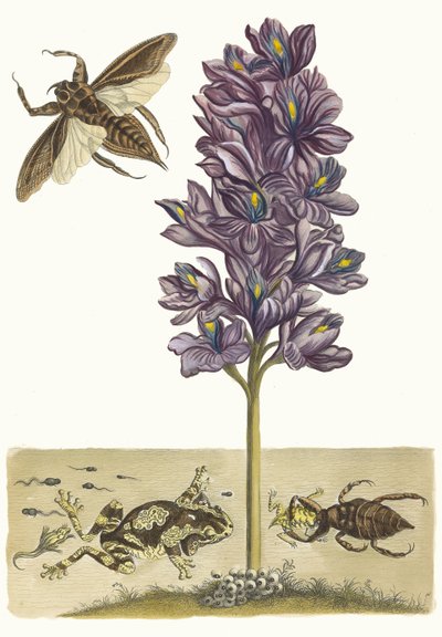 Eichhornia crassipes. Dal libro Metamorphosis insectorum Surinamensium da Maria Sibylla Merian