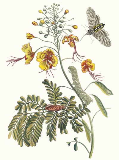 Flos Pavonis. Dal libro Metamorphosis insectorum Surinamensium, 1705 da Maria Sibylla Merian