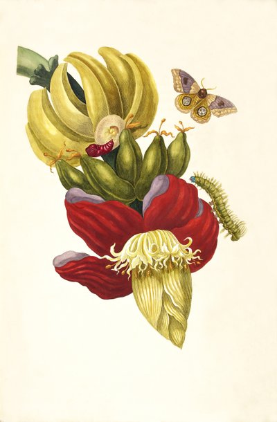 Dal libro Metamorphosis insectorum Surinamensium, 1705 da Maria Sibylla Merian