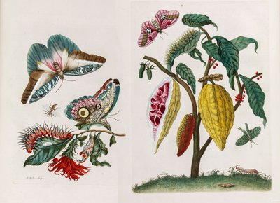 Dal libro Metamorphosis insectorum Surinamensium, 1705 da Maria Sibylla Merian