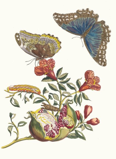 Granatiere. Dal libro Metamorphosis insectorum Surinamensium da Maria Sibylla Merian