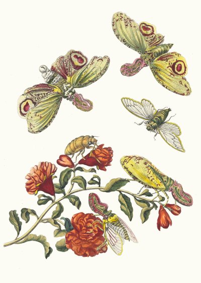 Granatiere. Dal libro Metamorphosis insectorum Surinamensium, 1705 da Maria Sibylla Merian