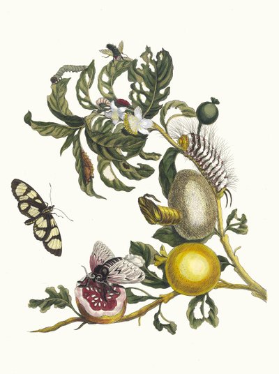 Guajaves. Dal libro Metamorphosis insectorum Surinamensium, 1705 da Maria Sibylla Merian