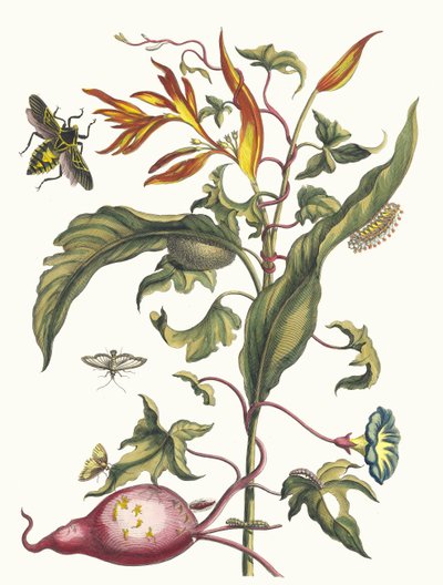 Ipomoea batatas e Heliconia psittacorum. Dal libro Metamorphosis insectorum..., 1705 da Maria Sibylla Merian