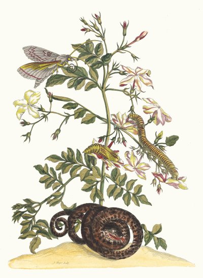 Jasminum grandiflorum. Dal libro Metamorphosis insectorum Surinamensium, 1705 da Maria Sibylla Merian