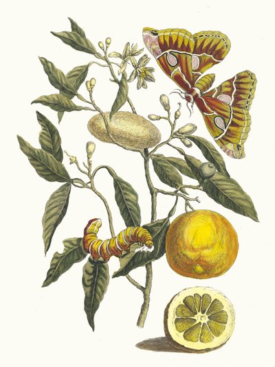 Limone. Dal libro Metamorphosis insectorum Surinamensium da Maria Sibylla Merian