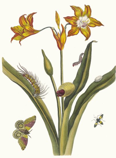 Lis Rouge. Dal libro Metamorphosis insectorum Surinamensium da Maria Sibylla Merian
