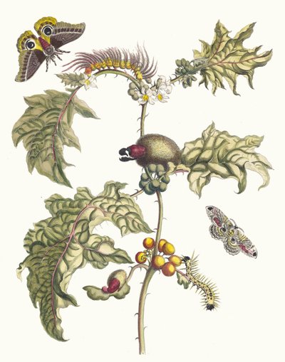 Maccai. Dal libro Metamorphosis insectorum Surinamensium, 1705 da Maria Sibylla Merian