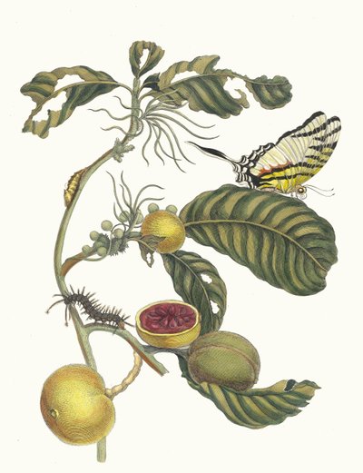 Marmelade doosjes Boom. Dal libro Metamorphosis insectorum Surinamensium da Maria Sibylla Merian