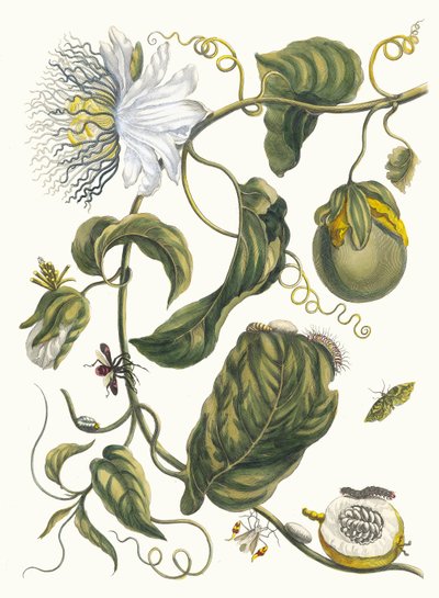 Marquiaas. Dal libro Metamorphosis insectorum Surinamensium da Maria Sibylla Merian