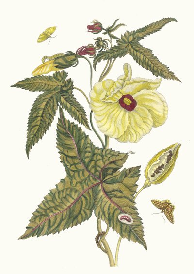 Muscus-Bloem. Dal libro Metamorphosis insectorum Surinamensium, 1705 da Maria Sibylla Merian