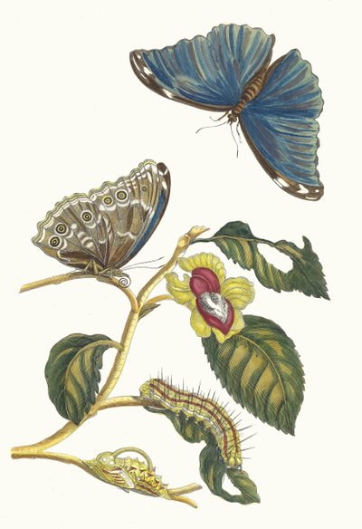 Nespolo. Dal libro Metamorphosis insectorum Surinamensium, 1705 da Maria Sibylla Merian