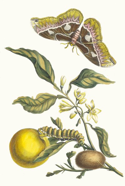 Oranger. Dal libro Metamorphosis insectorum Surinamensium, 1705 da Maria Sibylla Merian