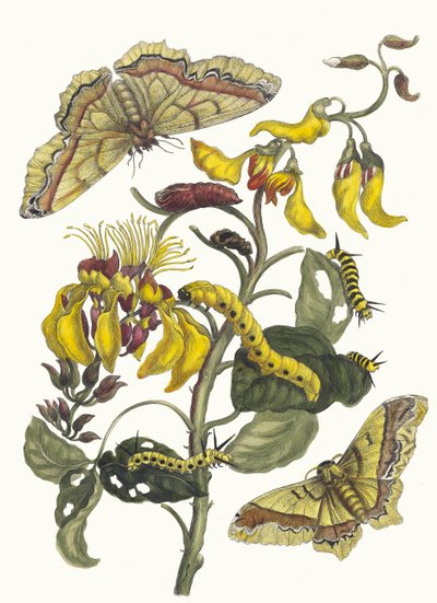Pallisaden-boom. Dal libro Metamorphosis insectorum Surinamensium da Maria Sibylla Merian