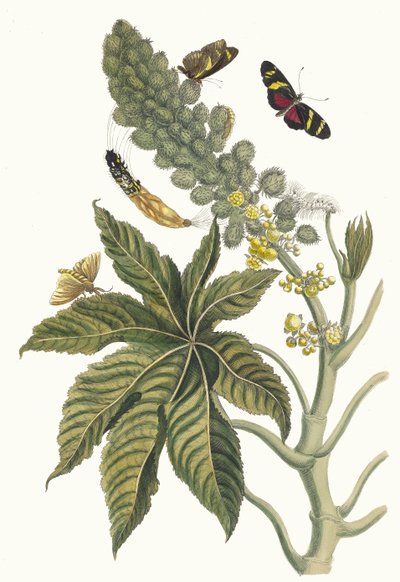 Palma Christi. Dal libro Metamorphosis insectorum Surinamensium, 1705 da Maria Sibylla Merian