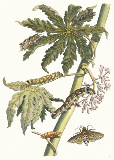 Papaya. Dal libro Metamorphosis insectorum Surinamensium, 1705 da Maria Sibylla Merian