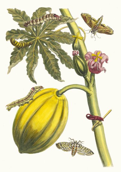 Papaya. Dal libro Metamorphosis insectorum Surinamensium da Maria Sibylla Merian