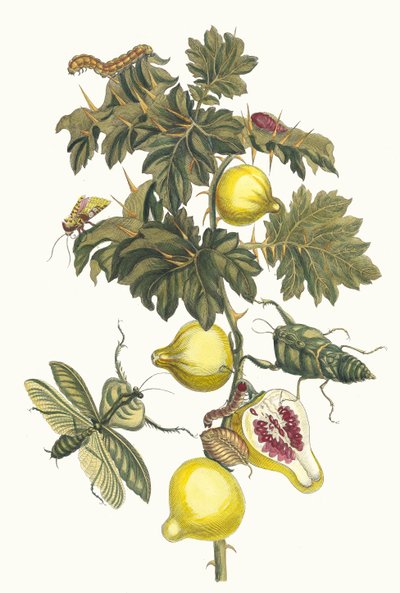 Pomme de Sodome. Dal libro Metamorphosis insectorum Surinamensium da Maria Sibylla Merian