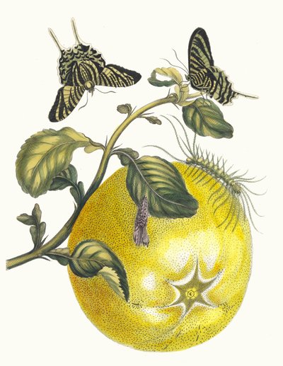 Pompelmous. Dal libro Metamorphosis insectorum Surinamensium, 1705 da Maria Sibylla Merian