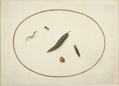 Bruchi e insetti, in un ovale orizzontale, bordati da una linea dorata, eseguiti finemente come una miniatura da Maria Sibylla Merian