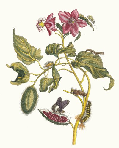 Rocu. Dal libro Metamorphosis insectorum Surinamensium da Maria Sibylla Merian