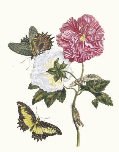 Rosier. Dal libro Metamorphosis insectorum Surinamensium da Maria Sibylla Merian