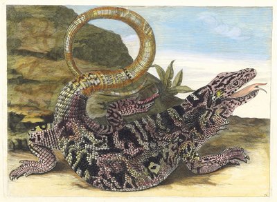 Sauvegarde. Dal libro Metamorphosis insectorum Surinamensium, 1705 da Maria Sibylla Merian