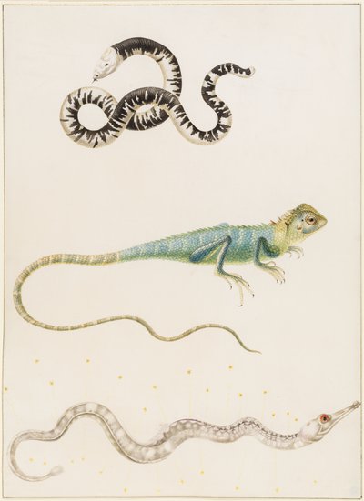 Lucertola verme dalla testa piccola sudamericana, iguana o lucertola arboricola delle Indie orientali e pesce ago da Maria Sibylla Merian