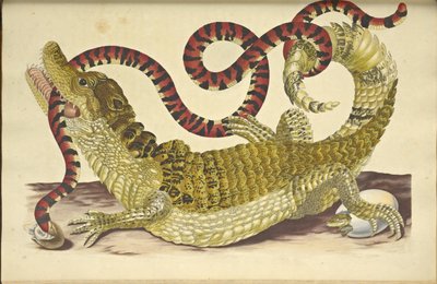 Caimano dagli occhiali e falso serpente corallo da Maria Sibylla Merian