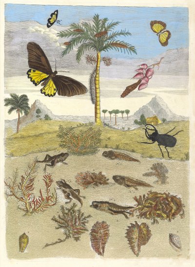 Cervo volante, anfibi e palme. Dal libro Metamorphosis insectorum..., 1705 da Maria Sibylla Merian