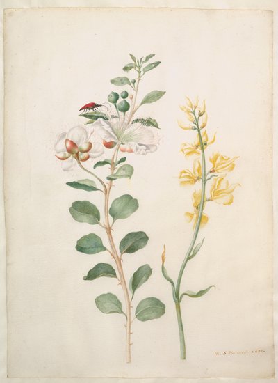  da Maria Sibylla Merian