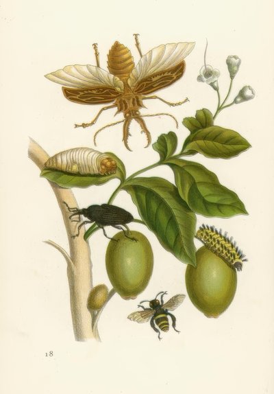 Tabroubabaum, insetti... / M.S. Merian da Maria Sibylla Merian