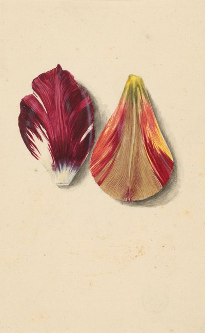 Due foglie di tulipano da Maria Sibylla Merian