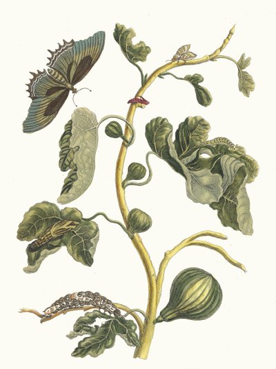 Guava bianca. Dal libro Metamorphosis insectorum Surinamensium, 1705 da Maria Sibylla Merian