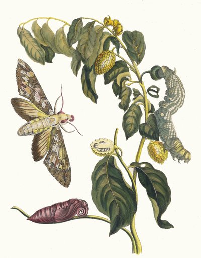 Zursak. Dal libro Metamorphosis insectorum Surinamensium, 1705 da Maria Sibylla Merian