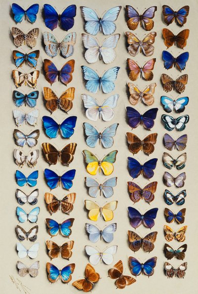 Un piatto pieno di sessantadue farfalle, in cinque colonne, che rappresentano per lo più alcuni dei membri più grandi della famiglia Lycaenidae da Marian Ellis Rowan