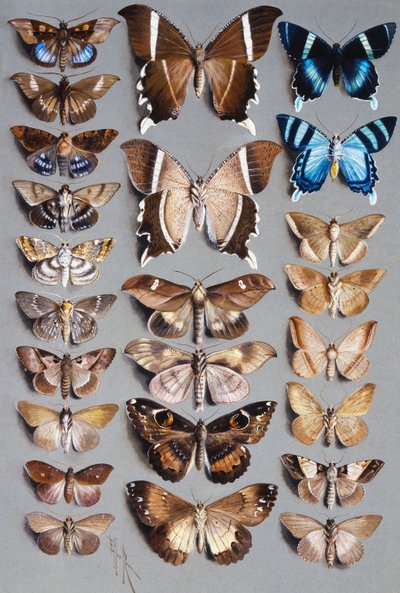 Ventiquattro Falene, in tre Colonne, per lo più appartenenti alla famiglia Noctuidae da Marian Ellis Rowan