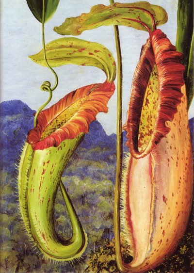 Una nuova pianta lanciatrice delle montagne calcaree di Sarawak, Borneo da Marianne North