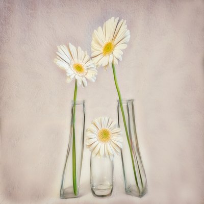 Eleganti gerbere bianche da Marie-anne Stas