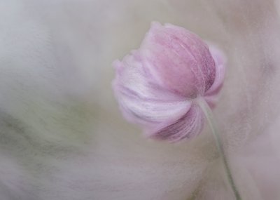 Fioritura rosa tenue da Marie-anne Stas