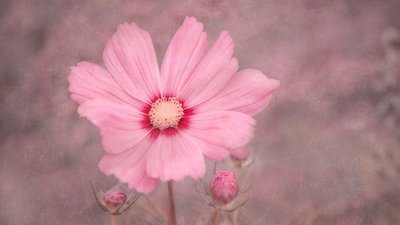 Cosmos rosa tenue da Marie-anne Stas