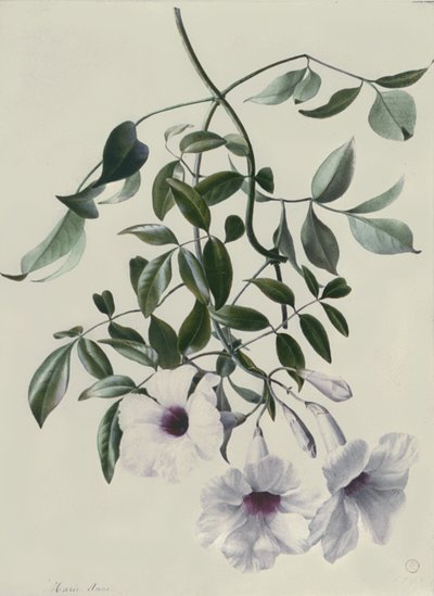 Gelsomino da Marie Anne