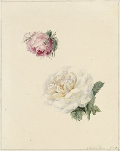 Studi di una rosa rosa e una bianca da Marie Louise Praetorius