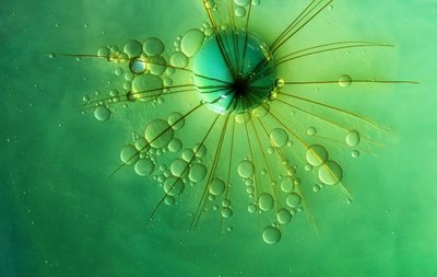 Bolla verde a forma di stella da Marijose Cueli