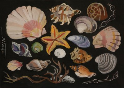 Collezione di conchiglie da Marina Gorkaeva