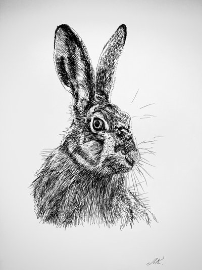 Disegno di una lepre curiosa da Marina Kozyr